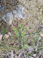 Platysace lanceolata