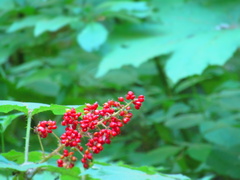 Oplopanax