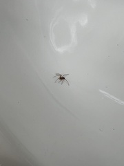 Araneus nordmanni