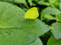 Eurema hecabe