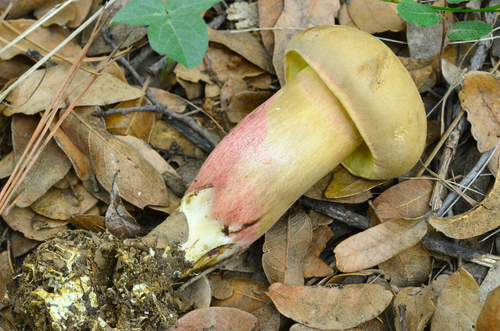Caloboletus inedulis