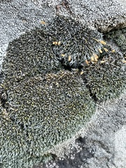 Grimmiaceae