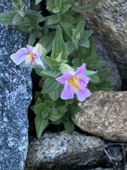 Erythranthe erubescens