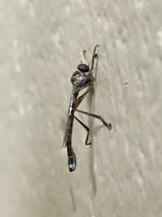 Leptogaster aegra