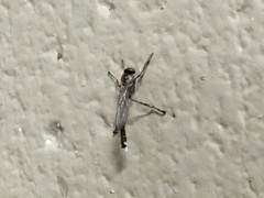 Leptogaster aegra
