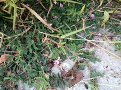 Tephrosia cinerea