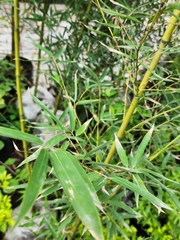 Phyllostachys