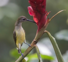 Arachnothera longirostra