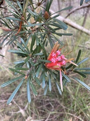 Lambertia formosa