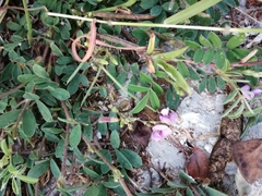 Tephrosia cinerea