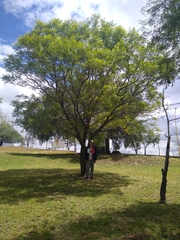 Vachellia pennatula