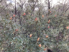 Lambertia formosa