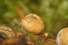 Nidularia deformis