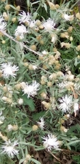 Centaurea diffusa