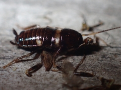 Periplaneta fuliginosa