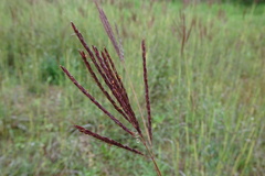 Bothriochloa ischaemum
