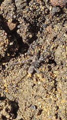 Anoteropsis aerescens