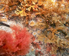 Anthothoe albocincta