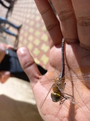 Anax ephippiger