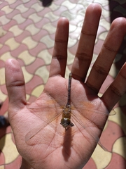Anax ephippiger