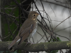 Catharus ustulatus