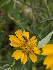 Calliopsis