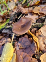 Pseudoclitocybe cyathiformis