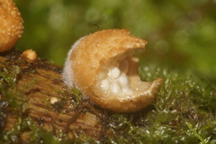 Nidularia deformis