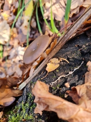 Pseudoclitocybe cyathiformis