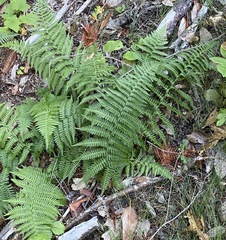 Dryopteris arguta
