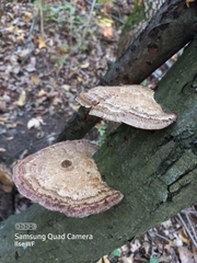 Trametes trogii