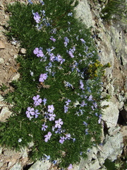 Phlox diffusa
