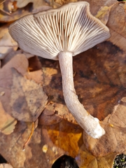 Pseudoclitocybe cyathiformis