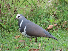 Leucosarcia melanoleuca