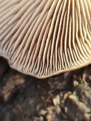 Pseudoclitocybe cyathiformis