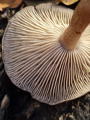 Pseudoclitocybe cyathiformis