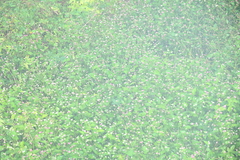 Persicaria thunbergii