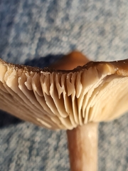 Pseudoclitocybe cyathiformis