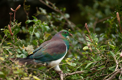 Hemiphaga novaeseelandiae novaeseelandiae
