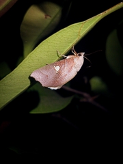 Pterogonia episcopalis
