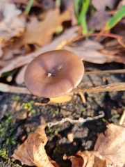 Pseudoclitocybe cyathiformis