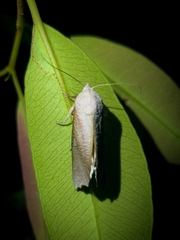 Pterogonia episcopalis