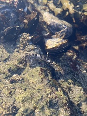 Clinocottus globiceps
