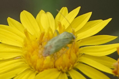 Taylorilygus apicalis