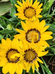 Gazania × splendens