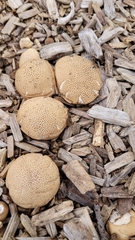 Apioperdon pyriforme