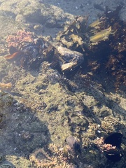 Clinocottus globiceps