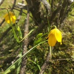 Calochortus barbatus