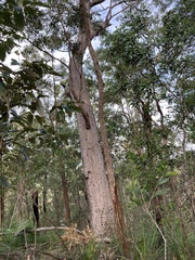 Eucalyptus acmenoides
