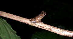 Dendropsophus parviceps